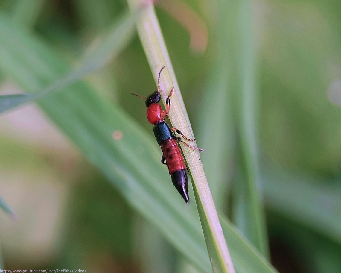 Rove Beetle (Paederus littoralis) Rove beetles belong to Staphylinidae, the largest family of beetles with over 63,000 species known worldwide and many more assumed yet to be found.<br />
<br />
Typical habitats include various open wetlands; marginal habitats, marshes and flood plains.<br />
<br />
P. littoralis is common on coastal dunes and cliffs and uniquely in its genus, also occurs in dry habitats such as calcareous grassland and areas of exposed chalk. <br />
 <br />
Adults occur year-round, overwintering in soil or among litter etc. and are active over a long season from early spring. They are diurnal predators, mostly active in bright sun, often climbing plant stems, but are more likely to be found roaming the surface, moving rapidly in search of prey which mostly consists of the Aphids they consume in large numbers.           Geotagged,Paederus littoralis,Spring,United Kingdom