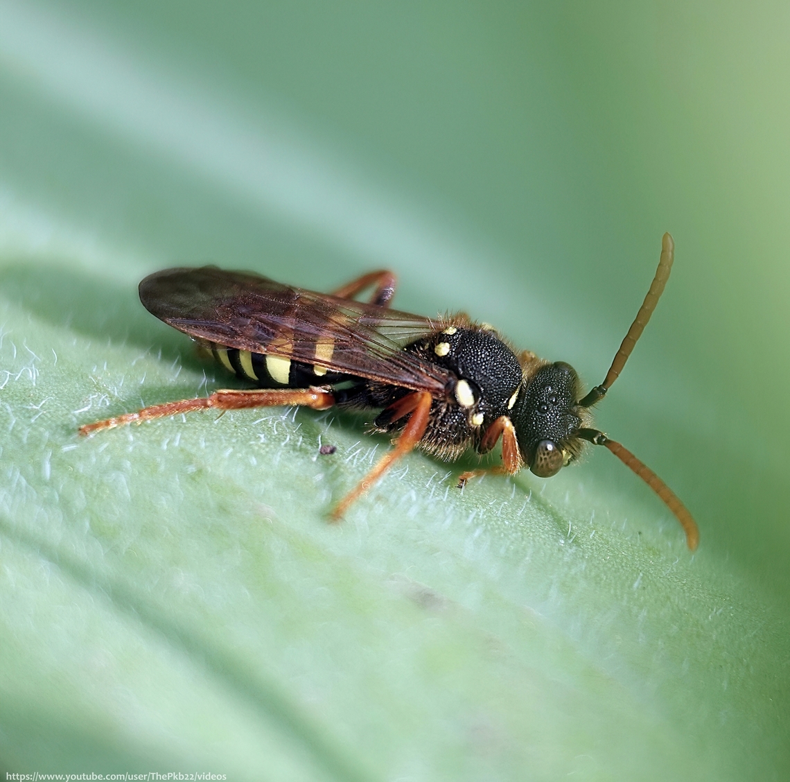 Gooden's Nomad bee (Nomada goodeniana) The name &lsquo;Nomada&rsquo; is derived from the Greek word meaning &lsquo;roaming&rsquo; or &lsquo;wandering&#039; which gives a clue to the nature of this family of bees.<br />
<br />
All Nomad Bees are cleptoparasites or &lsquo;cuckoo bees&rsquo; searching for the nests of other bee species in which they will lay their eggs.<br />
<br />
N. goddeniana is one of two successful, largish nomads with a black and yellow-marked abdomen, the other being N. marshamelia. The two can be separated by the unbroken yellow marking on the 2nd tergite of this species.<br />
<br />
In general female nomads detect a nest by scent and visual cues, waiting to enter the nest when she thinks it&#039;s unoccupied. <br />
<br />
She then lays an egg in an unsealed nest cell. When it hatches, the larva kills the host bee egg or grub, before feeding on the nectar and pollen food store. The following spring it will be another Nomad Bee to emerge as an adult.<br />
<br />
On the wing from April to June, host species for N, goodeniana include Andrena nigroaenea, A. pubescens &amp; A. thoracica.<br />
                   Geotagged,Gooden's Nomad Bee,Nomada goodeniana,Spring,United Kingdom