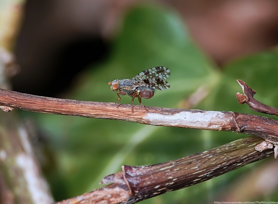 Picture-winged Fly -'Tephritis matricariae' One of a very large superfamily of flies whose identity can largely (and carefully) be taken from their wing patterns.<br />
<br />
See and read more here:<section class="video"><iframe width="448" height="282" src="https://www.youtube-nocookie.com/embed/9byby_y33ic?hd=1&autoplay=0&rel=0" frameborder="0" allowfullscreen></iframe></section>                 Geotagged,Tephritis matricariae,United Kingdom,Winter