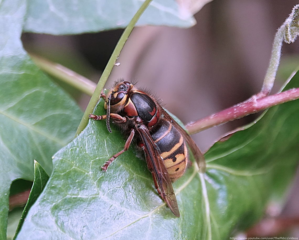 Queen Median Wasp (Dolichovespula media) I was standing in my garden this morning staring at the Ivy on one fence, in disappointment and disbelief<br />
<br />
Most of the new growth, which I've been monitoring following my recent neighbour's attempt to massacre the Ivy, died in the frost overnight..... <br />
<br />
Then I spotted this Queen......   <section class="video"><iframe width="448" height="282" src="https://www.youtube-nocookie.com/embed/bOXAjlo47pE?hd=1&autoplay=0&rel=0" frameborder="0" allowfullscreen></iframe></section>                      Dolichovespula media,Geotagged,Median wasp,Spring,United Kingdom