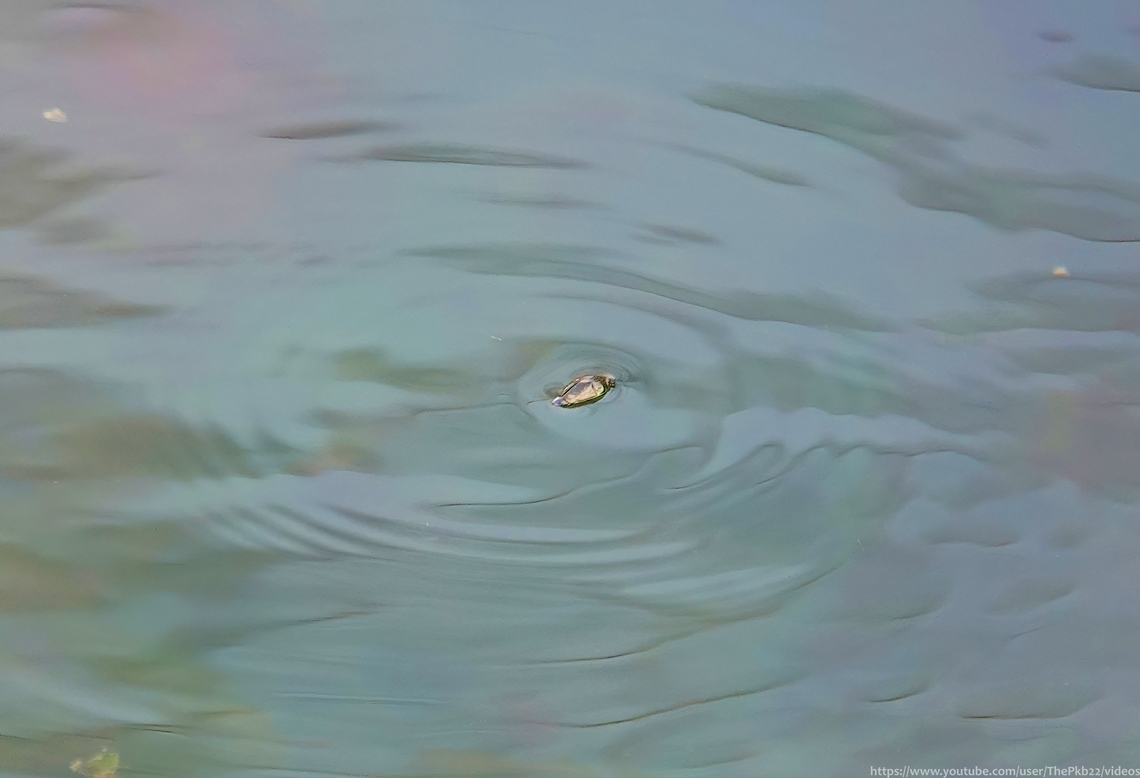 Whirligig Beetles (Gyrinus substriatus) These tiny little beetles, whom we may not notice, save for the fact they like to swim in sometimes large groups on the water&#039;s surface, are in fact quite remarkable in complexity and physical attributes.<br />
<br />
Read about a few of these here:  <section class="video"><iframe width="448" height="282" src="https://www.youtube-nocookie.com/embed/T2DeNcnOxdI?hd=1&autoplay=0&rel=0" frameborder="0" allowfullscreen></iframe></section>              Geotagged,Gyrinus substriatus,Spring,United Kingdom