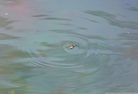 Whirligig Beetles (Gyrinus substriatus) These tiny little beetles, whom we may not notice, save for the fact they like to swim in sometimes large groups on the water's surface, are in fact quite remarkable in complexity and physical attributes.

Read about a few of these here:  https://www.youtube.com/watch?v=T2DeNcnOxdI              Geotagged,Gyrinus substriatus,Spring,United Kingdom
