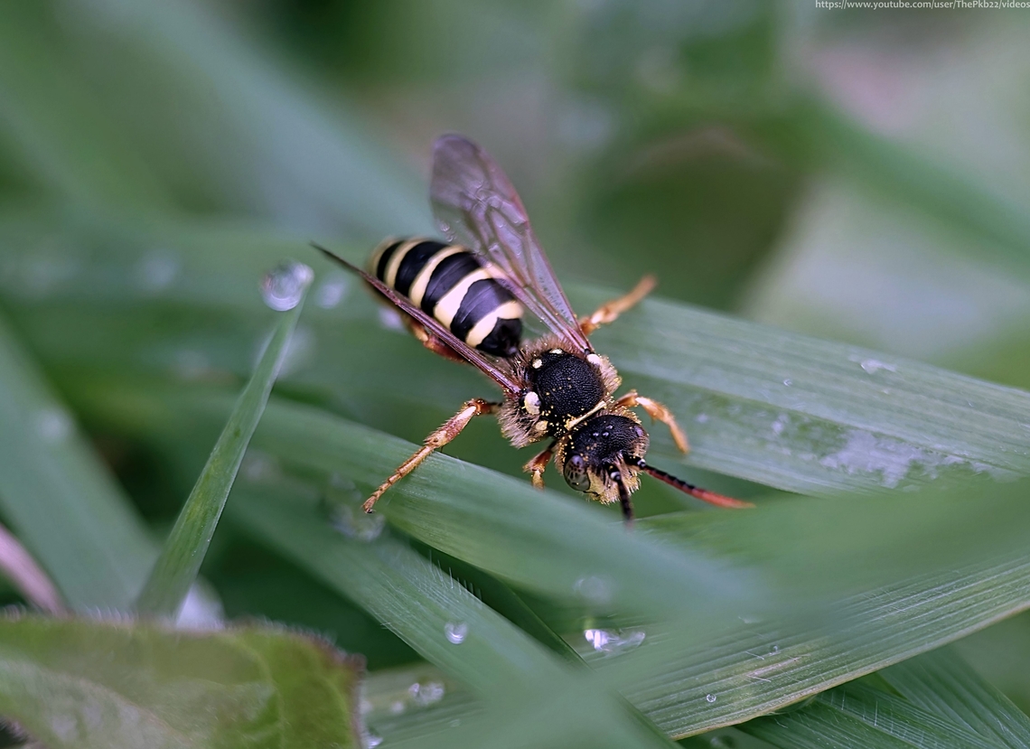Gooden's Nomad Bee (Nomada goodeniana) There&#039;s a reason I&#039;m posting this species just a week after posting it previously.<br />
<br />
Firstly, this is the male, to last week&#039;s female.<br />
<br />
Secondly, this: <section class="video"><iframe width="448" height="282" src="https://www.youtube-nocookie.com/embed/ZqTlth5nTqg?hd=1&autoplay=0&rel=0" frameborder="0" allowfullscreen></iframe></section>                              Geotagged,Gooden's Nomad Bee,Nomada goodeniana,Spring,United Kingdom