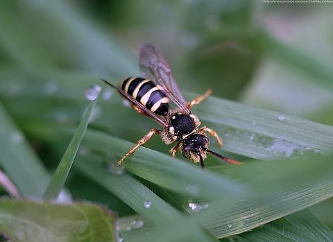 Gooden's Nomad Bee (Nomada goodeniana) There's a reason I'm posting this species just a week after posting it previously.

Firstly, this is the male, to last week's female.

Secondly, this: https://www.youtube.com/watch?v=ZqTlth5nTqg                              Geotagged,Gooden's Nomad Bee,Nomada goodeniana,Spring,United Kingdom