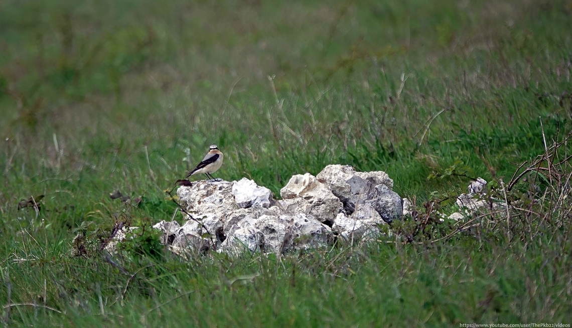 Northern Wheatear (Oenanthe oenanthe) Only the second time I've ever seen this beautiful ground foraging bird as it's usually a rare  and brief visiter to Sussex, stopping as it sometimes does in early March on it's inward migration from Africa on its way to the north of the British Isles and beyond.<br />
<br />
Although late, it would be too optimistic i think, to believe there may be nesting couples nearby.............but you never know?<br />
<br />
More information here: <section class="video"><iframe width="448" height="282" src="https://www.youtube-nocookie.com/embed/lcNK4mUo5RY?hd=1&autoplay=0&rel=0" frameborder="0" allowfullscreen></iframe></section>        Geotagged,Northern wheatear,Oenanthe oenanthe,Spring,United Kingdom