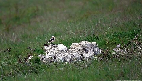 Northern Wheatear (Oenanthe oenanthe) Only the second time I've ever seen this beautiful ground foraging bird as it's usually a rare  and brief visiter to Sussex, stopping as it sometimes does in early March on it's inward migration from Africa on its way to the north of the British Isles and beyond.

Although late, it would be too optimistic i think, to believe there may be nesting couples nearby.............but you never know?

More information here: https://www.youtube.com/watch?v=lcNK4mUo5RY        Geotagged,Northern wheatear,Oenanthe oenanthe,Spring,United Kingdom