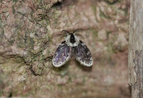 Lepiseodina rothschildi (previously Clogmia rothschildi, but also sometimes known as Telmatoscopus rothschildi) UPDATE: This specimen has been reclassified as Lepiseodina latipennis (see comments below) This is one of 99 species of 'Psychodidae' found in the UK commonly going by a variety of names including 'Moth flies', 'Drain flies', 'Sink flies', 'Filter flies', 'Sewer flies'.

Given how very attractive some of these species are, as this photo demonstrates, I prefer the name, 'Owl midges'.

Many of these species are associated with drains, sewers and other sources of stagnant water, although this particular species is better known as a woodland inhabitant.

This association with stagnant water means they are often considered 'pests' particularly when in large numbers, but they are non-biting and harmless, unlike their close relations the 'Sand flies'.

Indeed I found this specimen and a few others, almost perfectly camouflaged on the trunk of a large tree (thank you headlamp) which combined with a length of just 2-4mm, makes them a very difficult find indeed.

Their fuzzy appearance is caused by a dense covering of long hairs on the body and wings, giving them a moth-like appearance.

Identifying Psychodidae is notoriously difficult without very close inspection of specimens. 

Rothchildi is inseperable by sight from another species L. latipennis, but the latter is believed to be restricted to Italy.
 Geotagged,Lepiseodina latipennis,Lepiseodina rothschildi,Spring,United Kingdom