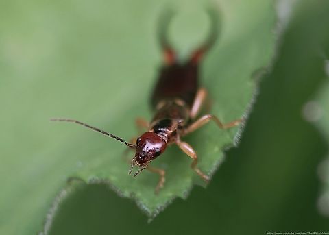 Common Earwig (Forficula auricularia) Given it's usual preference for nocturnal hunting & dark and damp habitats, plus its status as a potential snack for birds, frogs, lizards and even social wasps, one doesn't usually expect to see a Common European earwig quite as willingly exposed as I found this one in the garden today.

I'm pleased to report, after capturing this male on film it finally slipped below the radar and trickled down a few floors to hide in the vegetation.

I was glad to have had the opportunity and to discover a few more interesting facts about this species, which accompany the video: https://www.youtube.com/watch?v=vtHScva4aNw     European earwig,Forficula auricularia,Geotagged,Spring,United Kingdom