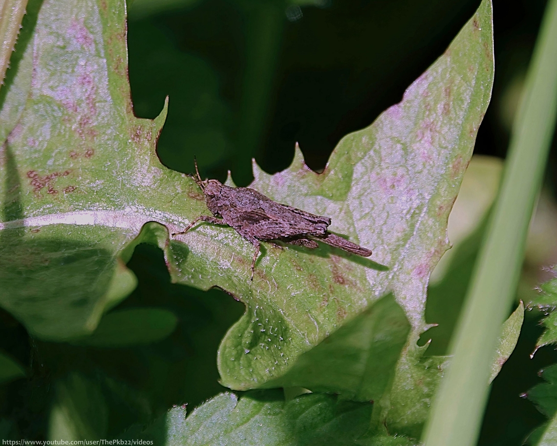 Slender Groundhopper (Tetrix subulata) This is a small, fully-wiged grasshopper-like species which can both fly and swim, preferring damp and muddy locations with short vegetation, which is why I was surprised to find this specimen on an average woodland edge just a couple iof hunderd metres from my home.<br />
<br />
An adult, so early in the season would have overwintered while new nymphs begin appearing from May onwards.<br />
<br />
This is a Herbivorous species, feeding on algae, mosses and lichens.<br />
<br />
Alternative names include &#039;Awl-shaped Pygmy grasshopper&#039; &amp; &#039;Slender Grouse locust&#039;<br />
<br />
<br />
 Geotagged,Spring,Tetrix subulata,United Kingdom