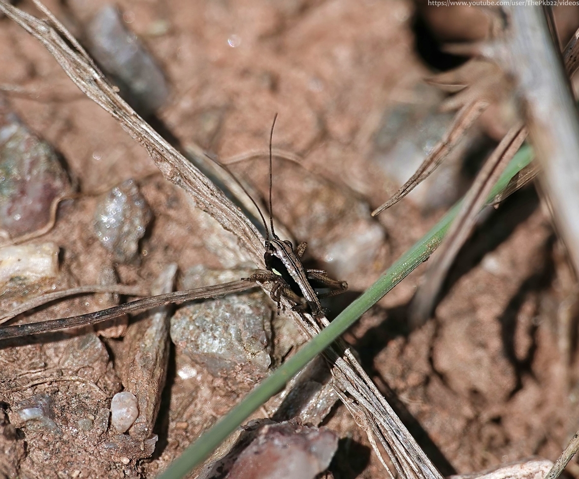 Grey Bush Cricket (Platycleis albopunctata) Don't let the photgraph fool you. This is no giant, but a nymph no more than a few millimetres in length, I spotted only because I was trying to track another insect at the time.<br />
<br />
I actually had no idea the beach coastline I was visiting was one of the relatively few one could fine this nationally scarce species, so I really was very lucky indeed.<br />
<br />
What a wonderful example of natural engineering!<br />
<br />
Watch and read more about it here:<section class="video"><iframe width="448" height="282" src="https://www.youtube-nocookie.com/embed/HVTAhC7TFpk?hd=1&autoplay=0&rel=0" frameborder="0" allowfullscreen></iframe></section>               Geotagged,Platycleis albopunctata,Spring,United Kingdom