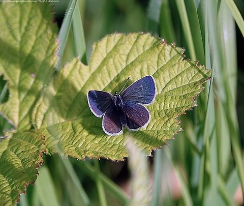 Small Blue Butterfly (Cupido minimus) This tiny blue butterfly is actually more brown than blue. although I'm not convinced!

Rare and localised, living in small sedentary colonies on sheltered chalky grasslands, this butterfly is still experiencing a decline in numbers and is a rightly, a priority species for conservation.

The larvae rely on kidney vetch as their sole food source although the adults also feed on Common Bird's-foot-trefoil and Horseshoe Vetch.

There's a section on this video which gives a good idea of just how small and difficult to find this species is: https://www.youtube.com/watch?v=mNdbDa0-Qvo

That sedentary nature means individuals usually wander no more than approx. 40m from their birth place making it more difficult to encourage them to colonise new sites, although they may wander further on the hottest days. Cupido minimus,Geotagged,Small blue,Spring,United Kingdom