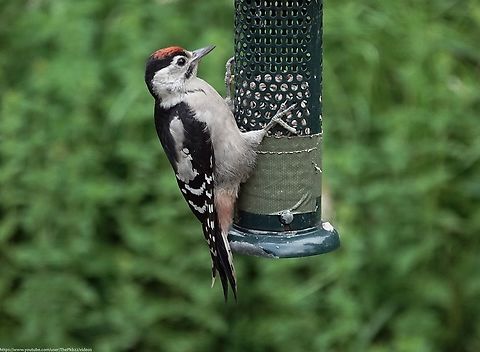 Juvenile Great Spotted Woodpecker (Dendrocopos major) On Friday, our resident Great Spotted Woodpecker parents introduced us to the kids and they were SO much fun to watch, their inexperience clearly evident.

It won't be long that before the youngsters disperse to find their own way, so these all too brief times together as a family should be relished.

Watch this video and read the accompanying commentary to spot the trials and mishaps they endured on this early outing. 

https://www.youtube.com/watch?v=J31daGngEnk Dendrocopos major,Geotagged,Great spotted woodpecker,Spring,United Kingdom