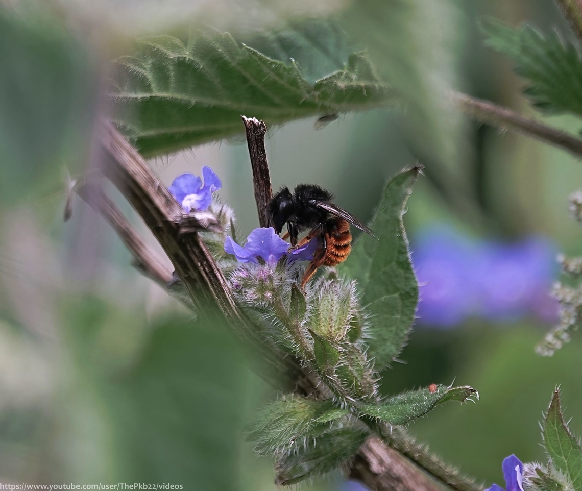 Red-tailed Mason Bee (Osmia bicolor) I featured this nationally rare and notable species of bee quite recently, with a little information and a third-party video.<br />
<br />
However, after spotting a female in mid-air with debris, I carefully followed her flight path to find her putting the last few pieces of a protective cover over her recently completed snail-shell nest.<br />
<br />
It took a while but I eventually found a suitable angle to film events without disturbing her, the results of which you can watch below, accompanied by a much more detailed commentary.<br />
<br />
This was a special afternoon.<br />
<br />
<section class="video"><iframe width="448" height="282" src="https://www.youtube-nocookie.com/embed/UOO3_JFGmfQ?hd=1&autoplay=0&rel=0" frameborder="0" allowfullscreen></iframe></section><br />
                           Geotagged,Osmia bicolor,Red-tailed Mason Bee,Spring,United Kingdom