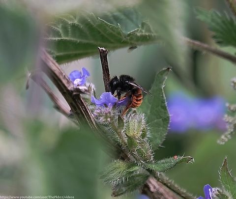 Red-tailed Mason Bee (Osmia bicolor) I featured this nationally rare and notable species of bee quite recently, with a little information and a third-party video.

However, after spotting a female in mid-air with debris, I carefully followed her flight path to find her putting the last few pieces of a protective cover over her recently completed snail-shell nest.

It took a while but I eventually found a suitable angle to film events without disturbing her, the results of which you can watch below, accompanied by a much more detailed commentary.

This was a special afternoon.

https://www.youtube.com/watch?v=UOO3_JFGmfQ
                           Geotagged,Osmia bicolor,Red-tailed Mason Bee,Spring,United Kingdom