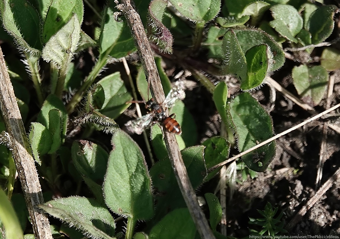 Small Nomad Bee (Nomada flavoguttata) Also called the Little Nomad bee, it lives up to its name and can measure as little as 5mm.<br />
<br />
Not only is it diminutive, is flies very low on partially vegetated ground lookming for the nests of its host species which can be one of several of the Mini-miners (Micrandrena) bees.<br />
<br />
It has a predominantly black head and thorax with a reddish abdomen, usually with small flecks of yellow on the side, with the females having more extensive red markings on the head.<br />
<br />
Although widespread, it&#039;s only locally common and understandably very easy to overlook.<br />
<br />
Given its constant movement, size and habit of disappearing for long periods under vegetation, I was relieved when this photo at least enabled an ID.<br />
 <br />
                        Geotagged,Nomada flavoguttata,Spring,United Kingdom