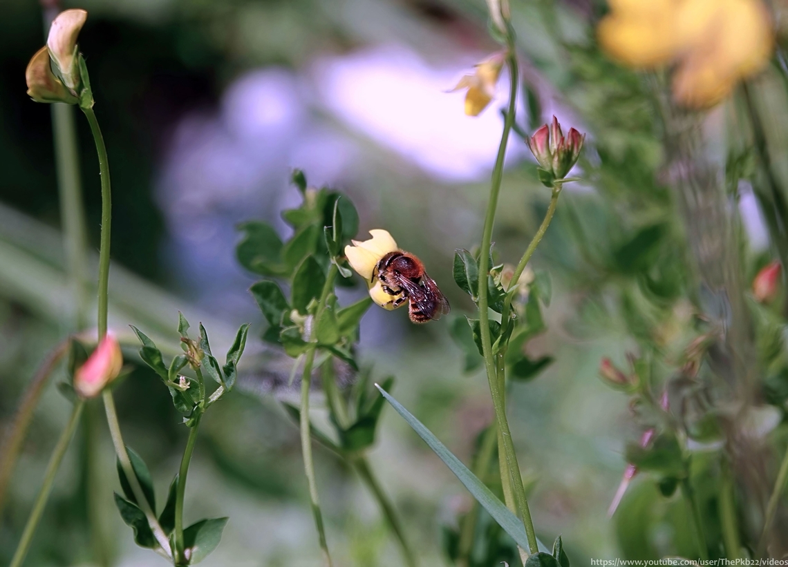 Gold-fringed Mason Bee (Osmia aurulenta) Having recently featured the snail nesting rare Red-tailed Mason bee, it seems appropriate to feature one of the two other &#039;helicophile&#039; (snail-nesting) bees, the third being Osmia spinulosa, the &#039;Spined Mason bee&#039;.<br />
<br />
The Gold-fringed Mason bee appears to be a predominently a southern and western coastal species where, from April to August it favours coastal dunes, vegetated shingle, soft-rock cliffs and well-grazed coastal grasslands as well as chalk downland and calcareous brownfield sites. <br />
<br />
Unlike the O. bicolor, O. aurulenta is less secretive over their nest building. <br />
<br />
The female constructs cells within an abandoned snail shell using leaf mastic and provisions each cell with pollen and nectar before laying a single egg in each. <br />
<br />
She then seals the shell with more leaf mastic, but rather than hide the shell under a pile of twigs etc. she painstakenly decorates the outside of the filled shell with even more leaf mastic, as if to show how proud she is of her accomplishment. <br />
<br />
This of course does leave the nests more exposed to predators such as the parasitic Sapygid wasp &#039;Sapyga quinquepunctata&#039;.<br />
<br />
O. aurulenta are also known to burrow underground to build a nest. <br />
<br />
<br />
<br />
                       Geotagged,Osmia aurulenta,Spring,United Kingdom