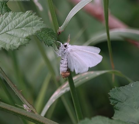 Yellow-Tail Moth (Euproctis similis) Also known as the Goldtail moth or Swan moth, this is one of 11 species in the moth family 'Lymantrinae', which includes the Vapourer moth and the Black Arches.

It can be found in woodland edge habitats, on scrubby grassland, along hedgerows, and in parks and gardens throughout England and Wales, between May and August. Very occasionally, there may be a second generation.

With an average wingspan of 35-48mms females are larger than males and the tail-like yellow or orange projections on their abdomen are also bigger than their male counterparts. Open or closed the wings are white.

Males on the other hand, have a black or brown spot easily visible when the wings are closed.

Curiously, when sensing fear or when touched, this moth will collapse on its side and feign death.

I know the feeling....
                  Euproctis similis,Geotagged,Summer,United Kingdom,Yellow-tail