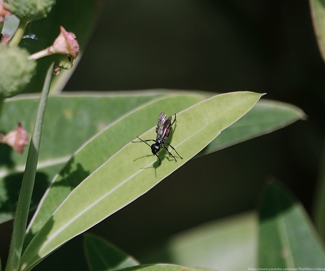 Banded Spider Wasp (Caliadurgus fasciatellus) Caliadurgus fasciatellus, seen here in my garden, is a species of spider-hunting wasp from the subfamily Pepsinae, found in the south &amp; south eastern part of the UK. with some records also from southern Wales.<br />
<br />
From June to October it hunts Orb Web spiders of the genera Araneus and Meta which it paralyses before gripping its victim in its jaws, between the thorax and abdomen, and transporting to a burrow excavated vertically in sandy substrate where it&#039;s placed in the cell.<br />
<br />
Unusually, it constructs the nest AFTER having caught its prey. <br />
<br />
To avoid its prize being stolen while it does so, it suspends the spider to a nearby plant with the spider&#039;s own silk.<br />
<br />
 Caliadurgus fasciatellus,Geotagged,Spring,United Kingdom