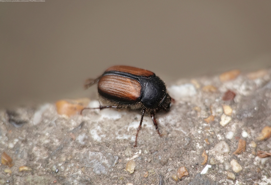 Chafer Beetle 'Omaloplia ruricola' Another rarity for the garden, the Nationally notable Chafer 'Omaloplia ruricola' of which I've found five over the last few days.<br />
<br />
This a small chafer compared to most of its cousins.<br />
<br />
Further species information can be found here: <section class="video"><iframe width="448" height="282" src="https://www.youtube-nocookie.com/embed/QQqKCtu5vFo?hd=1&autoplay=0&rel=0" frameborder="0" allowfullscreen></iframe></section> Geotagged,Omaloplia ruricola,Summer,United Kingdom