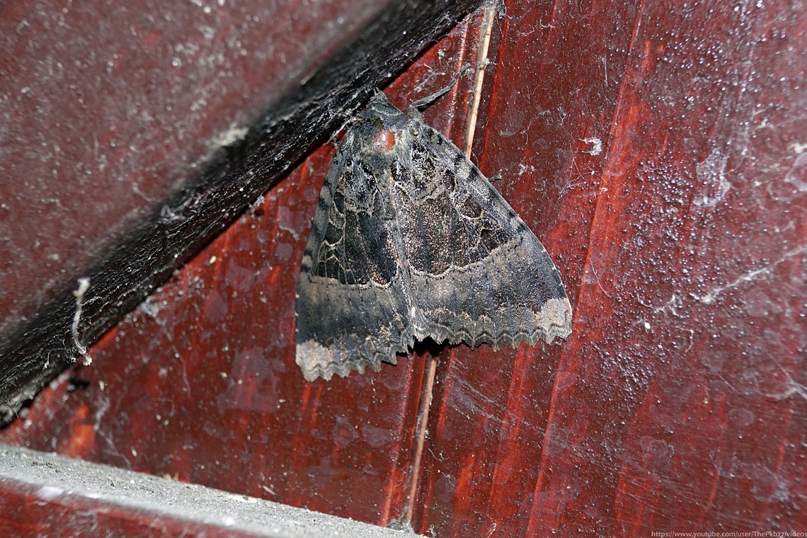 Old Lady (Mormo maura) This was my first ever Old Lady moth, a species noted as &#039;local&#039; and for its habit of hiding out in old buildings, sheds, garages and the like.<br />
<br />
So far, so normal.<br />
<br />
What I didn&#039;t expect was what followed:<br />
<br />
I first noticed her perched on the inside of my garden gate/doorway on the evening of 25th June and took this photo the same day.<br />
It&#039;s a fairly dark space and protected from the elements.<br />
I thought it had flown away that same evening and I thought nothing more of it.<br />
<br />
However, it was there again, in a different place on the door, the next morning. <br />
I assumed I&#039;d made a mistake and that it must have been there the whole time?<br />
<br />
Not so!<br />
<br />
For the last 10 days and possibly even longer, given it might have been there a while before I noticed it, the Old Lady has flown away every evening, only to reappear on the same doorway the next morning.<br />
<br />
It was back again this morning - July 6th.<br />
<br />
It might be my ignorance, but I&#039;ve never witnessed anything like it.<br />
<br />
I&#039;ve submitted adoption papers.... Black Underwing,Geotagged,Mormo maura,Summer,United Kingdom