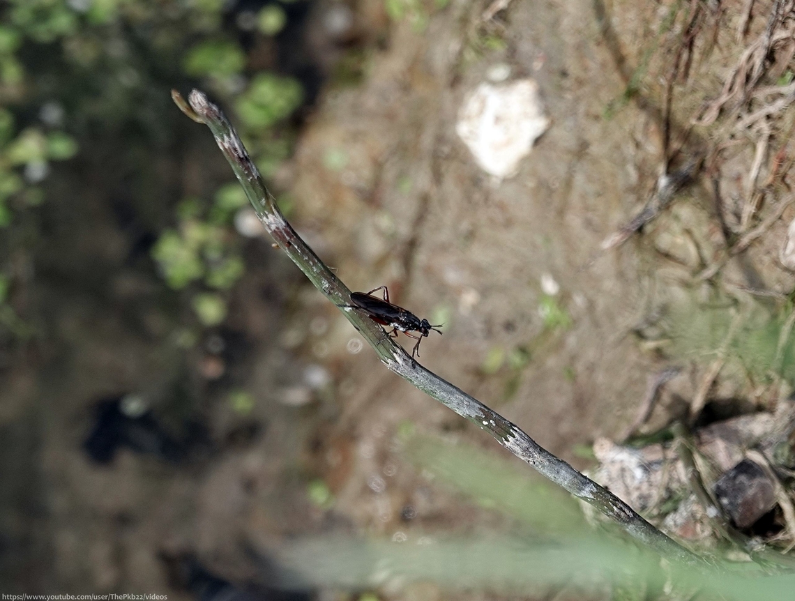 Snail-killing Fly (Sepedon sphegea) This was one of those &#039;risky, but ultimately worth it&#039; moments, as I perched precariously on what felt like a very unstable mound of grass, right on the edge of a river, streching to catch sight of what was moving, many feet away, further along the bank, almost out of sight.<br />
<br />
I got video too.............<section class="video"><iframe width="448" height="282" src="https://www.youtube-nocookie.com/embed/Fs2q2IvaKhs?hd=1&autoplay=0&rel=0" frameborder="0" allowfullscreen></iframe></section> Geotagged,Sepedon sphegea,Summer,United Kingdom