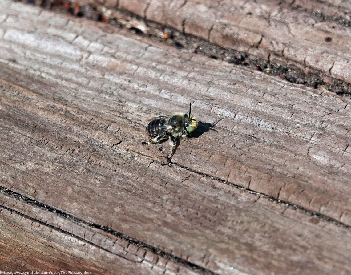 Green-eyed Flower bee (Anthophora bimaculata) One of five 'Anthrophora' species in the UK, with one, the 'Hairy-footed Flower bee' (Anthophora plumipes) considerably more widespread, numerous and well-known than the other four.<br />
<br />
A. bimaculata is the smallest of the five and is a hard-working, busy little solitary bee, which produces a distinctively shrill 'buzz' in flight. <br />
<br />
It's restricted to the south of the UK, flying June - September and prefers heathlands, coastal dunes, soft-rock cliffs &amp; sandpits/sandy brownfield habitats.<br />
<br />
A 'polylectic' visitor of a wide selection of flowers, Peas &amp; Astors, Viper's Bugloss, brambles, lamiates, Asteraceae sea bindweed and Spear thistle, among many others.<br />
<br />
And of course, it's called the 'Green-eyed Flower bee' because, you've probably already guessed it...........both sexes have a predominently yellow face! :-) Anthophora bimaculata,Geotagged,Summer,United Kingdom