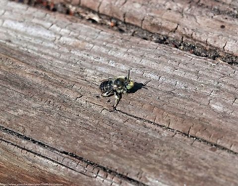 Green-eyed Flower bee (Anthophora bimaculata) One of five 'Anthrophora' species in the UK, with one, the 'Hairy-footed Flower bee' (Anthophora plumipes) considerably more widespread, numerous and well-known than the other four.

A. bimaculata is the smallest of the five and is a hard-working, busy little solitary bee, which produces a distinctively shrill 'buzz' in flight. 

It's restricted to the south of the UK, flying June - September and prefers heathlands, coastal dunes, soft-rock cliffs & sandpits/sandy brownfield habitats.

A 'polylectic' visitor of a wide selection of flowers, Peas & Astors, Viper's Bugloss, brambles, lamiates, Asteraceae sea bindweed and Spear thistle, among many others.

And of course, it's called the 'Green-eyed Flower bee' because, you've probably already guessed it...........both sexes have a predominently yellow face! :-) Anthophora bimaculata,Geotagged,Summer,United Kingdom
