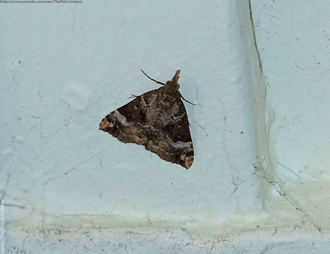 Bloxworth Snout (Hypena obsitalis) A very rare find indeed in most of the UK with just 10 previous records on NBN, all in the south west of England where there is thought to be a recently established small resident population.<br />
<br />
This is a moth which seem reliuctant to be drawn to light.<br />
<br />
This are two forms of the moth, the other (not shown here) being considerably greyer in tone. Both have a forewing length of approx. 16mm<br />
<br />
Two broods are produced each year. The first flies between September and June the following year, hibernating over the coldest months. <br />
<br />
The second brood appears on the wing in July and August.<br />
<br />
Larval foodplants are recorded as being Pellitory of the Wall and Common Nettle Bloxworth Snout,Geotagged,Hypena obsitalis,National Moth Week 2022,Summer,United Kingdom,moth week 2022