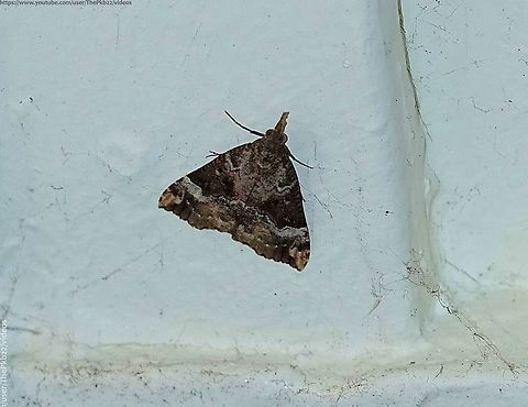 Bloxworth Snout (Hypena obsitalis) A very rare find indeed in most of the UK with just 10 previous records on NBN, all in the south west of England where there is thought to be a recently established small resident population.

This is a moth which seem reliuctant to be drawn to light.

This are two forms of the moth, the other (not shown here) being considerably greyer in tone. Both have a forewing length of approx. 16mm

Two broods are produced each year. The first flies between September and June the following year, hibernating over the coldest months. 

The second brood appears on the wing in July and August.

Larval foodplants are recorded as being Pellitory of the Wall and Common Nettle Bloxworth Snout,Geotagged,Hypena obsitalis,National Moth Week 2022,Summer,United Kingdom,moth week 2022
