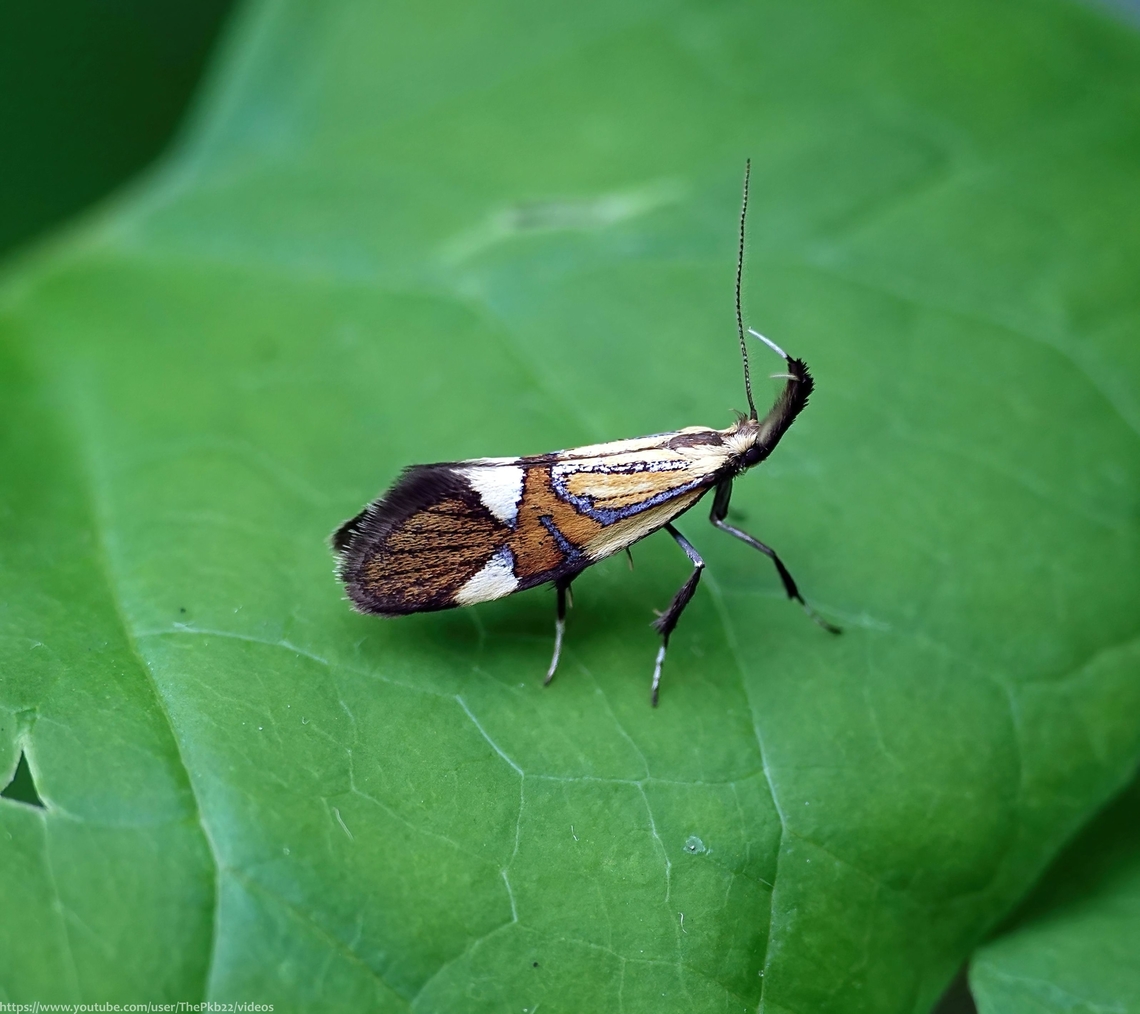 Common Tubic Moth (Alabonia geoffrella)  A spectacular looking micro-moth, easily missed but never forgotten once seen:<br />
<br />
<section class="video"><iframe width="448" height="282" src="https://www.youtube-nocookie.com/embed/oJimExbsHfk?hd=1&autoplay=0&rel=0" frameborder="0" allowfullscreen></iframe></section><br />
<br />
                              Alabonia geoffrella,Geotagged,National Moth Week 2022,Spring,United Kingdom,moth week 2022