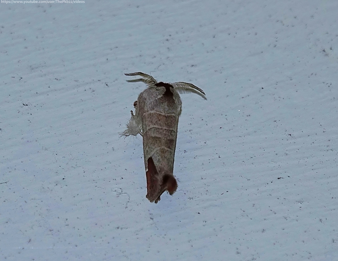 Chocolate-tip Moth (Clostera curtula) One of three Chocolate-tips seen in the UK along with C.pigra (Small Choclate-tip) and C.anachoreta (Scarce Chocolate-tip). The latter is seen at only one location on the Kent coast.<br />
<br />
C, curtula has a strange distribution, being found on a local basis only in the southern halves of England &amp; Wales, but not elsewhere, other than some localities in Scotland.<br />
<br />
In England and Wales it has two flight seasons, April/May &amp; August/September and in Scotland, just a June generation.<br />
<br />
The adult has a ingspan of 27-35mm, is buff coloured and has 3 white cross-lines across the width of the forewings.  At the tip of the forewing is a rich chocolate brown blotch from which it gets its name.<br />
<br />
The larvae feed on Aspens, Poplars and Willows.         Chocolate-tip,Clostera curtula,Geotagged,National Moth Week 2022,Spring,United Kingdom,moth week 2022