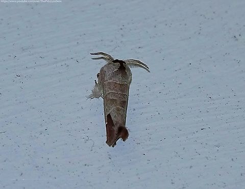 Chocolate-tip Moth (Clostera curtula) One of three Chocolate-tips seen in the UK along with C.pigra (Small Choclate-tip) and C.anachoreta (Scarce Chocolate-tip). The latter is seen at only one location on the Kent coast.

C, curtula has a strange distribution, being found on a local basis only in the southern halves of England & Wales, but not elsewhere, other than some localities in Scotland.

In England and Wales it has two flight seasons, April/May & August/September and in Scotland, just a June generation.

The adult has a ingspan of 27-35mm, is buff coloured and has 3 white cross-lines across the width of the forewings.  At the tip of the forewing is a rich chocolate brown blotch from which it gets its name.

The larvae feed on Aspens, Poplars and Willows.         Chocolate-tip,Clostera curtula,Geotagged,National Moth Week 2022,Spring,United Kingdom,moth week 2022
