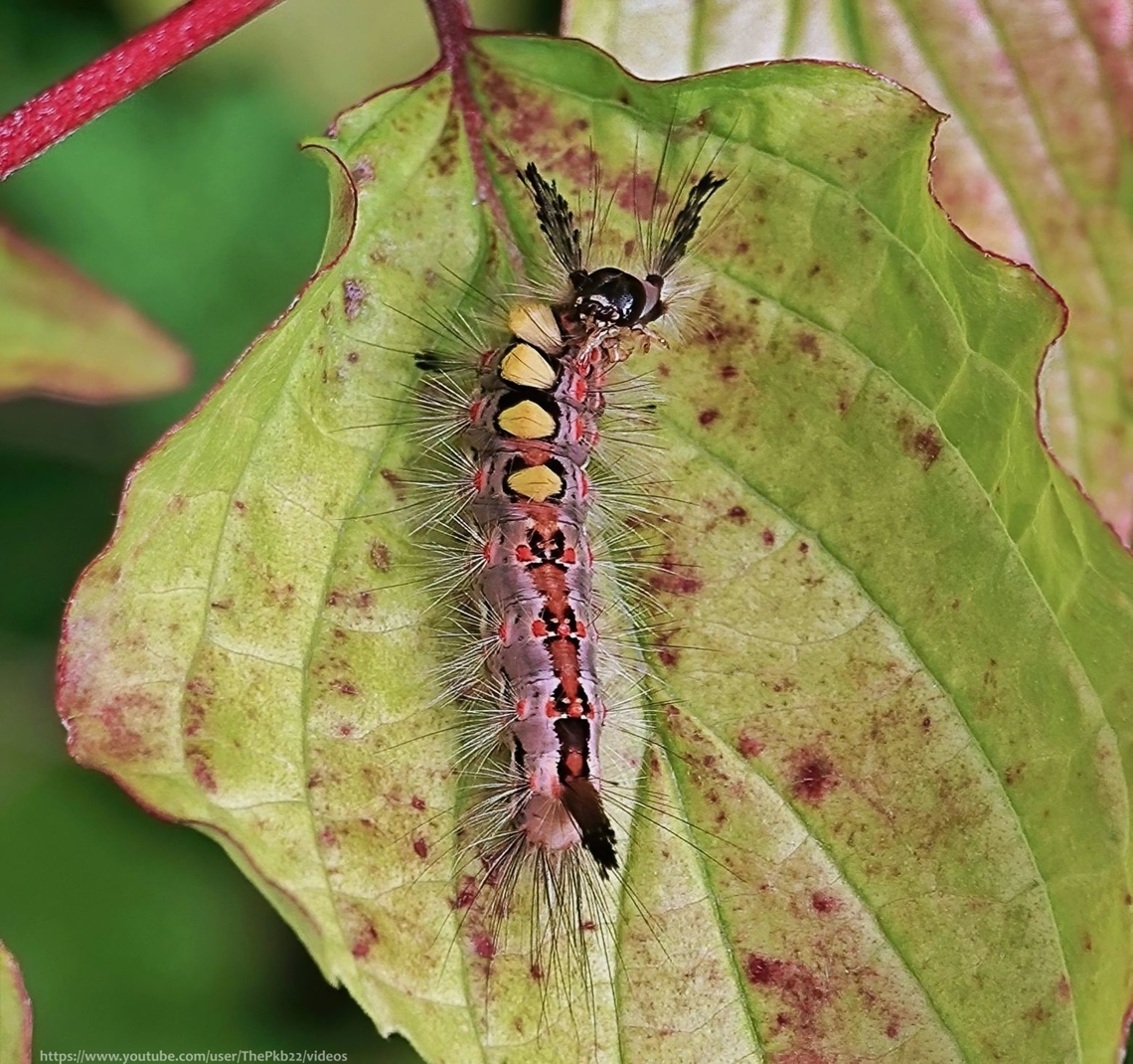 Vapourer Moth larva (Orgyia antiqua) A quite stunning moth larva, unmistakable for any other and one, if you&#039;re lucky, which can be found in Woodlands, heathlands, moorland, hedgerows, parks and gardens.<br />
<br />
Read more about it alongside this video: <section class="video"><iframe width="448" height="282" src="https://www.youtube-nocookie.com/embed/n8boFZJLrpc?hd=1&autoplay=0&rel=0" frameborder="0" allowfullscreen></iframe></section>  Geotagged,National Moth Week 2022,Orgyia antiqua,Rusty Tussock Moth,Spring,United Kingdom,moth week 2022
