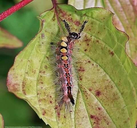 Vapourer Moth larva (Orgyia antiqua) A quite stunning moth larva, unmistakable for any other and one, if you're lucky, which can be found in Woodlands, heathlands, moorland, hedgerows, parks and gardens.

Read more about it alongside this video: https://www.youtube.com/watch?v=n8boFZJLrpc  Geotagged,National Moth Week 2022,Orgyia antiqua,Rusty Tussock Moth,Spring,United Kingdom,moth week 2022