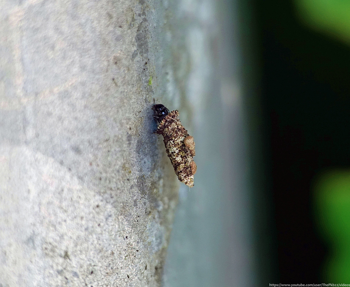 Bagworm Moth (Luffia ferchaultella) Mention &#039;Bagworms&#039; to most people and they would probably think you meant to say Bookworm!<br />
<br />
What they are missing out on is a family of quite extraordinary moths.<br />
<br />
Watch this species in &#039;action&#039; and find out more about it and about Bagworms in general, here: <section class="video"><iframe width="448" height="282" src="https://www.youtube-nocookie.com/embed/R-CDvi_x4Ug?hd=1&autoplay=0&rel=0" frameborder="0" allowfullscreen></iframe></section> Geotagged,Luffia ferchaultella,Spring,United Kingdom