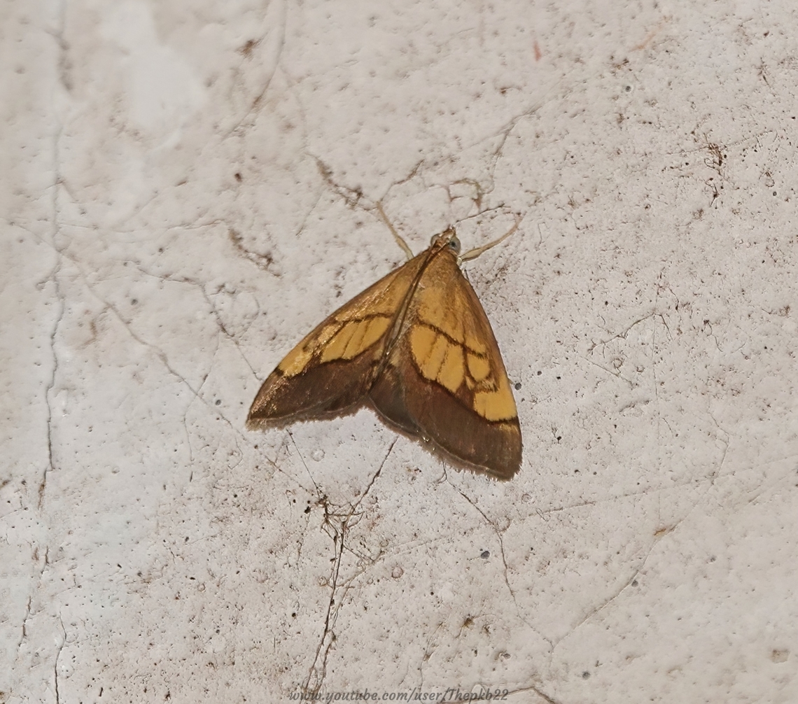 Dark Bordered Pearl (Evergestis limbata) Found more commonly in southern Europe, this is known as a rare migrant to the UK, although there is mounting evidence there may be a small resident population on the south coast in Sussex and/or Hampshire?<br />
<br />
It flies between June and September, feeding predominantly on Garlic Mustard and Hedge Mustard. <br />
<br />
I also found one in 2021,   Dark Bordered Pearl,Evergestis limbata,Geotagged,Summer,United Kingdom