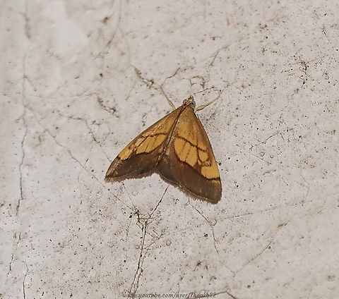 Dark Bordered Pearl (Evergestis limbata) Found more commonly in southern Europe, this is known as a rare migrant to the UK, although there is mounting evidence there may be a small resident population on the south coast in Sussex and/or Hampshire?

It flies between June and September, feeding predominantly on Garlic Mustard and Hedge Mustard. 

I also found one in 2021,   Dark Bordered Pearl,Evergestis limbata,Geotagged,Summer,United Kingdom