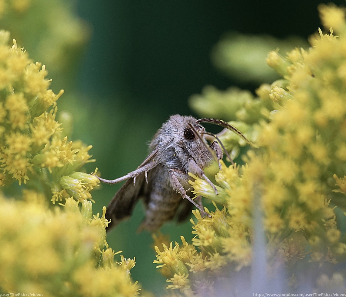 Antler Moth (Cerapteryx graminis) I could barely believe my eyes when I noticed this Antler moth on a Giant Goldenrod, so consumed in what it was consuming, it made no acknowledgement of my immediate and looming presence. <br />
<br />
Just as well I was simply enjoying its company.<br />
<br />
This of course allowed me to get a little closer than is usually the case and to capture a few more details, such as those eyes!<br />
<br />
More on the Antler moth here: <section class="video"><iframe width="448" height="282" src="https://www.youtube-nocookie.com/embed/55mjk03NTMQ?hd=1&autoplay=0&rel=0" frameborder="0" allowfullscreen></iframe></section> Antler moth,Cerapteryx graminis,Geotagged,Summer,United Kingdom