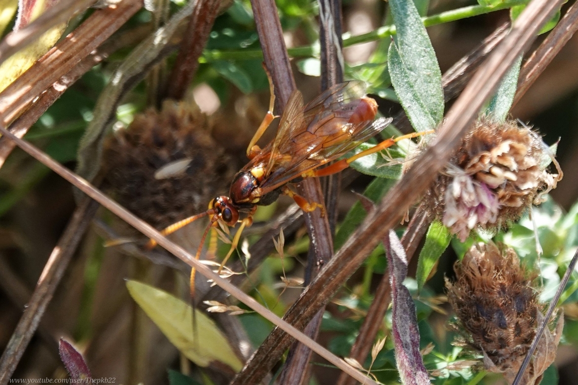 Ichneumon Wasp (Callajoppa cirrogaster) It doesn't really come across on the video, but this wasp was huge!<br />
<br />
I was able to follow it in the air as it flew across a large London Park straight towards me before landing almost at my feet.<br />
<br />
Definitely one of my highlights of the summer thus far.<br />
<br />
Have a gander for yourself:<section class="video"><iframe width="448" height="282" src="https://www.youtube-nocookie.com/embed/l2oq-bI9a8A?hd=1&autoplay=0&rel=0" frameborder="0" allowfullscreen></iframe></section> Callajoppa cirrogaster,Geotagged,United Kingdom