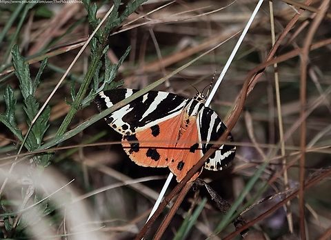 Jersey Tiger Moth (Euplagia quadripunctaria) I was surprised to find this mighty day-flying moth feeding on the Hemp Agrimony in my front garden at 2am in the morning, since I've never seen one in the area before and there are no previous NBN records in Brighton or Sussex.

And let's face it, with a wingspan is 52–65 millimetres, and that very vivid red clouring very obvious in flight, one couldn't really miss it!

I was even more surpised to find one in the same small garden 24hrs later!

It's possible it was the same individual, although I didn't see or disturb it during the day, as I pottered about?

Flying from July to September it's considered a very localised species in the UK, mostly on the far western coastline of southern England and the Isle of Wight, and therefore is considered fairly rare although its distribution shows signs of widening and there's a small resident population in south London. Euplagia quadripunctaria,Geotagged,Jersey tiger,Summer,United Kingdom