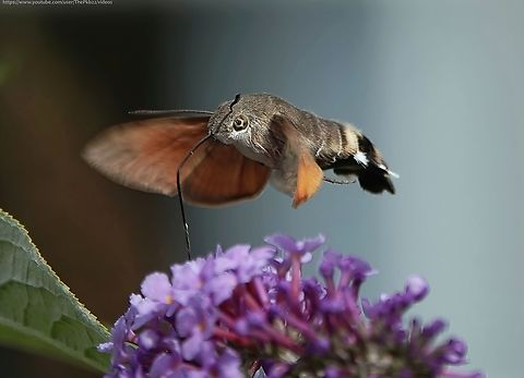 Hummingbird hawk-moth (Macroglossum stellatarum) This is turning out to be a marvelous summer in the UK for this warm climate-loving moth. They are absolutely everywhere!

Just today I caught one in my hands to release it from my kitchen. No mean feat when this moth can beat its wings at 80 times/second and can fly at 12mph.

This is a classic example of convergent evolution, which has allowed this moth and real Hummingbirds to evolve entirely seperately, yet develop similar tools and traits.

However, those are not feathers you see in this photograph, but feather-like long hairs.

In common with other hovering insects, birds and bats, the Hummingbird hawk-moth generates lift by beating/rotating its wings in a shallow figure-eight pattern. This motion creates a spinning vortex of air on the upper surface of the wing, generating a well of low pressure. The higher pressure zone below the wing then pushes the moth upward, keeping it airborne. 

Insect wings are relatively rigid compared to birds or bats, so they do this less efficiently.

To compensate, this moth beats those wings at up to 80 times per second, compared to (most) humingbirds (c50 beats) and bats (c17 beats).

The Hummingbird hawk-moth belongs to the Sphinx moth family (Sphingidae), so-called because of their resemblance to the Egyptian Sphinx.

Most moths in this family are nocturnal, while the day-flying Hummingbird hawk-moth has developed eyes packed at the centre with photoreceptors cells, allowing it to capture detail of objects immediately in front of them. This allows them to accurately judge the distance and movement of wind-swaying flowers.

A short illustrative video, with a link to others is available here:https://www.youtube.com/watch?v=d9FI-BlKPVU



 Geotagged,Hummingbird hawk-moth,Macroglossum stellatarum,Summer,United Kingdom