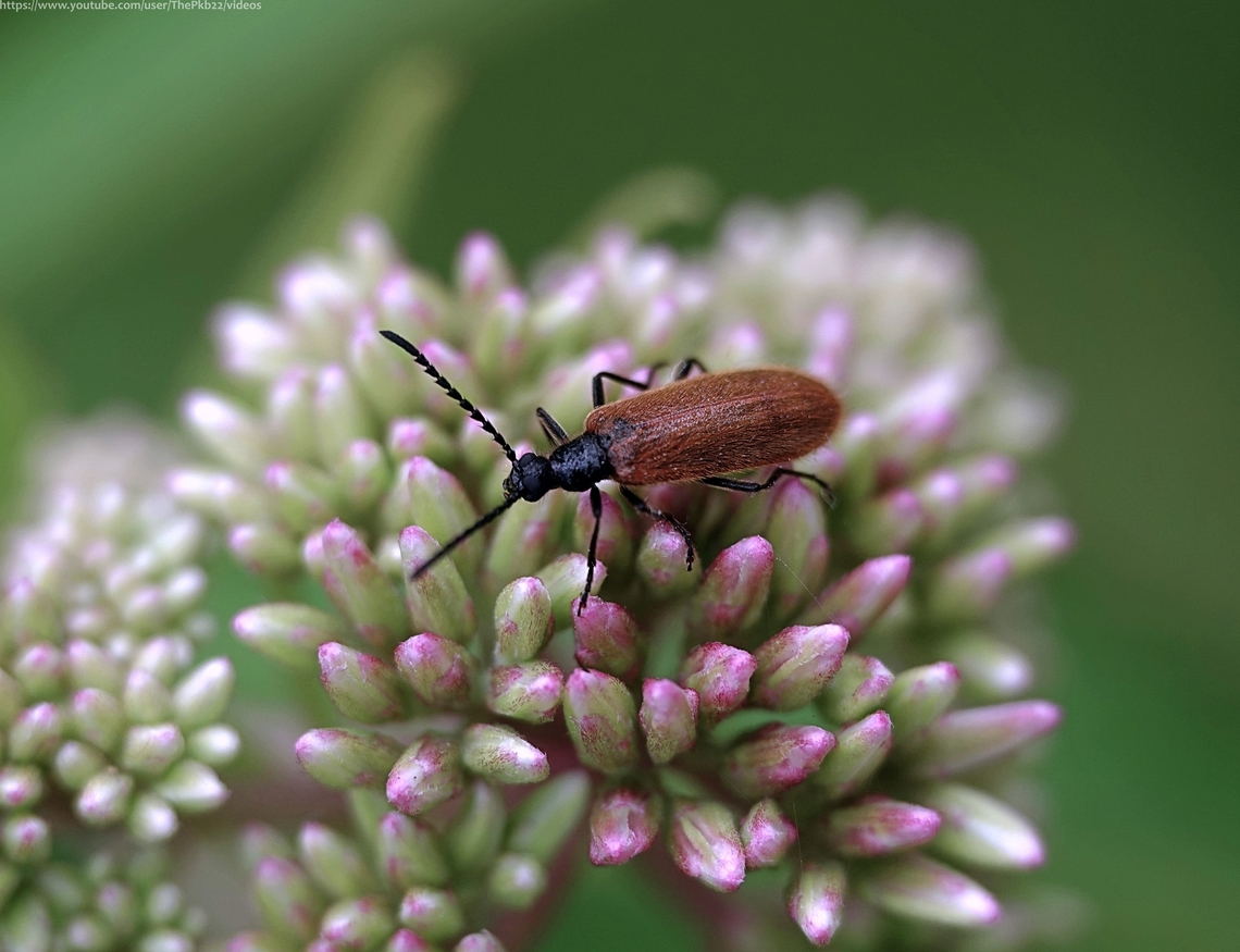Darkling Beetle (Lagria hirta) Firstly, context: There are an estimated 20,000 species of Darkling beetle (Tenebrionidae) worldwide.<br />
<br />
There are just ten species in the genus Lagria in the large subfamily Lagriinae, of which there are approx. 800 species.<br />
<br />
Of that ten, just two can be found in the UK, L. hirta and L. antripes. Of the two, L hirta is the more widespread and common.<br />
<br />
On first viewing the two look remarkably similar, although L.hirta is smaller (7-10mm compared to 10-12mm)<br />
<br />
There are other differences close up, but one visible in this photograph which ID&#039;s this as L. hirta, is that the Pronotum has clear punctures across its whole surface. <br />
<br />
L. atripes has a smooth centre section running the length of the Protonum from head to thorax. <br />
<br />
Adults occur from May to late July in a wide range of habitats including open woodland, grassland and urban gardens etc. They generally become active at twilight and are nocturnal. During the day they may be found resting a variety of surfaces or in various &lsquo;open&rsquo; flowers e.g. daises, yarrow or umbels feeding upon nectar or pollen.<br />
<br />
Eggs are laid in humous-rich soil and hatch in just over a week. The larvae feed upon decaying vegetation or turf before overwintering, finally pupating in the soil in the spring.<br />
<br />
Adults begin to emerge in May and the cycle recommences.<br />
 Geotagged,Lagria hirta,Summer,United Kingdom