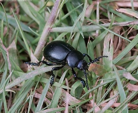 Bloody-nosed Beetle (Timarcha tenebricosa) One of the UK's largest 'Leaf beetles' there can't be that many leaves that could take its weight, surely!?

One of the first things you may notice from this photograph is the paddle-like appearance of the extremes of the front legs?

The reason for this is obvious from the outset of this video, along with further interesting information on this beetle contained in the accompanying commentary.

https://www.youtube.com/watch?v=AmPfqhBnNsM Bloody-nosed beetle,Geotagged,Spring,Timarcha tenebricosa,United Kingdom