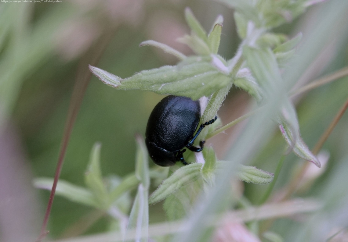 Lesser Bloody-nosed beetle (Timarcha goettingensis) Having recently posted about the Bloody-nosed beetle (Timarcha tenebricosa) what better time to add the Lesser Bloody-nosed beetle?<br />
<br />
Unfortunately, the photograph above doesn&#039;t give a full view of the beetle in question, but to get a better angle would have involved unecessarily trampling on fresh grassland wild flowers, which I wasn&#039;t prepared to do, just for a better photograph.<br />
<br />
However, the two beetles are similar enough, should you want a clearer view just hop to my T. tenebricosa post.<br />
<br />
While T. tenebricosa is generally the larger of the two, coming in at 11-18mm against 8-13mm for T. goettingensis, both are flightless, slow-walking, long-living Leaf beetles.<br />
<br />
Among the differences to note, the former beetle is very lightly mottled and has rounded edges to the sides of the pronotum, whereas our friend here has stronger mottling and straighter edges to the pronotum. The latter is also noticeably shinier. <br />
<br />
The larger species is locally common across the south of England and Wales, while T. goettingensis appears to be absent from Wales &amp; the South West of England, appearing locally across the central and eastern southern counties and into central England. <br />
<br />
 Geotagged,Summer,Timarcha goettingensis,United Kingdom