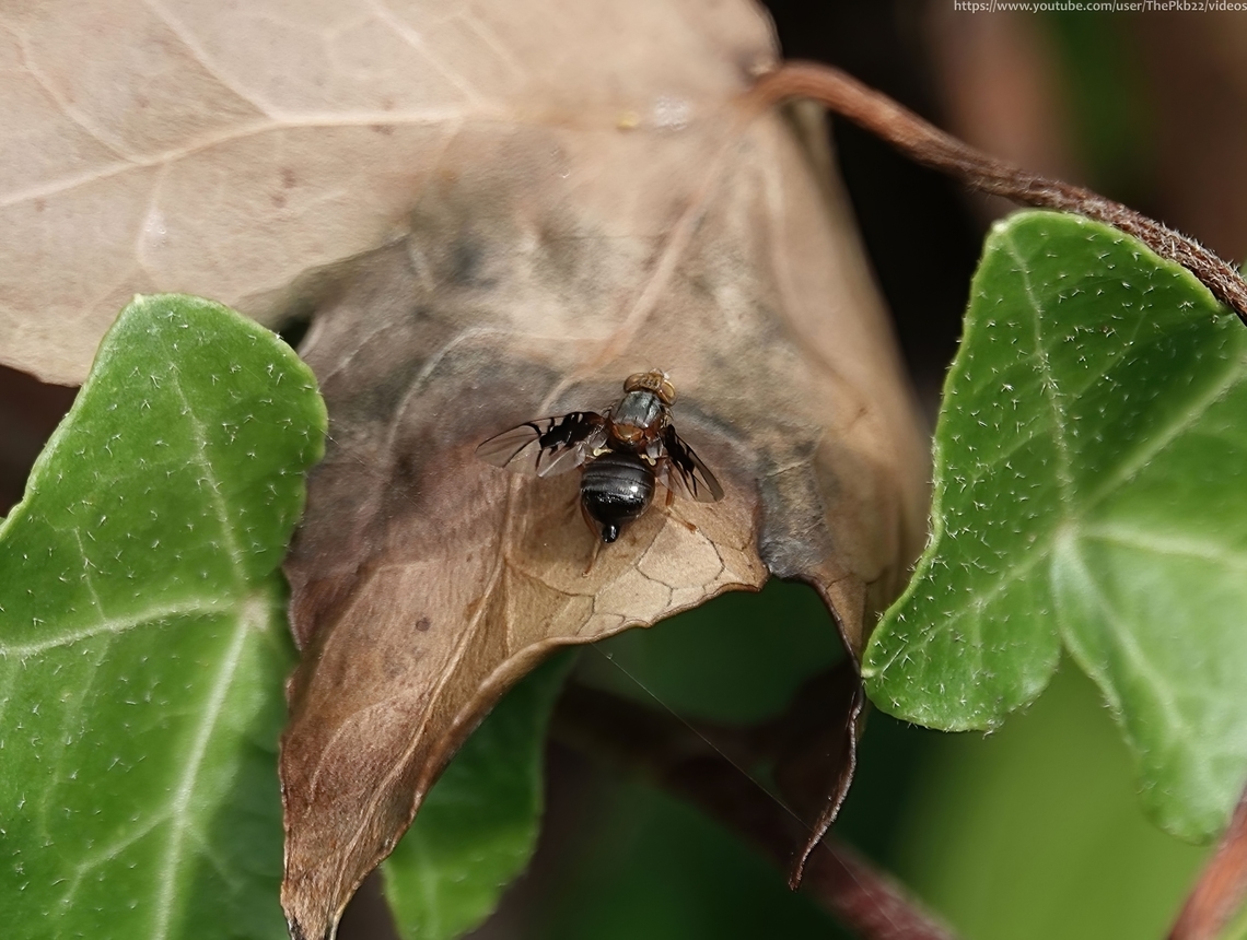 Spectacled Berry Fly (Anomoia purmunda) I guess the sun must have been hitting the wings of this very attractive little fly at just the correct angle, because I saw something shimmering on the surface of one of my Ivy bushes from some distance away. <br />
<br />
I may never have noticed this fly without that piece of luck.<br />
<br />
I'm glad I did, it was quite entertaining to watch in the brief time I could before it flew away.<br />
<br />
Watch and read the species information, here: <section class="video"><iframe width="448" height="282" src="https://www.youtube-nocookie.com/embed/6NhUs3pIX2w?hd=1&autoplay=0&rel=0" frameborder="0" allowfullscreen></iframe></section><br />
<br />
 Anomoia purmunda,Geotagged,Summer,United Kingdom