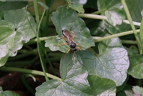 Ichneumon Wasp (Diphyus quadripunctorious) The one thing we know about Ichneumon wasps is, we don't know enough about Ichneumon wasps!

That is, we know a fair amount about some of them, but with at least 2,500 species in the UK alone, many of them are under-studied and under-recorded.

This wasp is one of them, but what we do know accompanies this video:https://www.youtube.com/watch?v=w3_FoQujpFY                       Diphyus quadripunctorious,Geotagged,Spring,United Kingdom