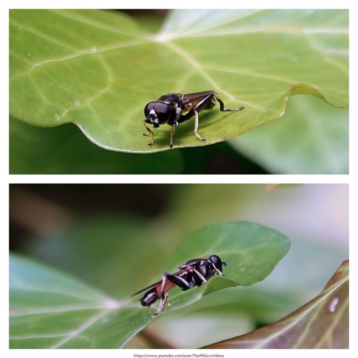 Orange-belted Leafwalker (Xylota segnis) Widespread and fairly frequent throughout the UK; especially so in the South, because this is essentially a woodland species, it may not be as recognisable as those hoverflies we see in our gardens.<br />
<br />
Morespecies information here: <section class="video"><iframe width="448" height="282" src="https://www.youtube-nocookie.com/embed/KKXwqT77Q-4?hd=1&autoplay=0&rel=0" frameborder="0" allowfullscreen></iframe></section> Geotagged,United Kingdom,Xylota segnis