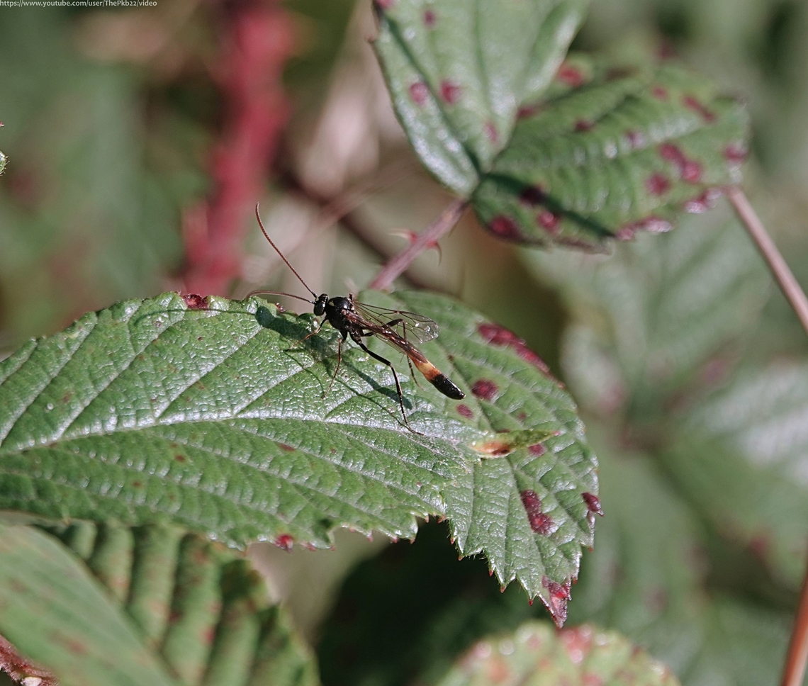 Ichneumon Wasp 'Heinrichiella obscura' I photographed this wasp in a very large &#039;set-aside&#039; field close to both my house and to my heart. That heart was broken in 2021 when I arrived one day in the first week of August to find the whole thing had been mechanically mown to the ground, right at the height of the summer season.<br />
<br />
I spend the next few months lobbying via twitter for the field to be left untouched in 2022 until later in the season to allow many of the insects present to complete their lifecycle. <br />
<br />
When this was finally agreed (to my obvious delight) I decided to document the wildlife still active in the field after the first week of August 2022, to demonstrate what had benefited from that decision.<br />
<br />
Why am I detailing this?<br />
<br />
Because one of the insects I documented (on 13th August and again on 10th September) was Heinrichiella obscura which, it transpired, was not only a new species to Britain, but also a new genus. <br />
<br />
Not that I had any idea at the time, so this was nothing more than pure chance.<br />
<br />
Until 2019 this wasp was one of two species in the genus &#039;Hellwigia&#039;. However it turns out, not only were those two species highly divergent from all other Ichneumonidae, they were also divergent from each other, leading to a reclassification of this wasp as an Ophioninae, Heinrichiella obscura.<br />
<br />
It appears H. obscura probably attacks final instar host larvae (in this case, of Geometridae) as appears to be typical for European Ophioninae and like many of its host species is therefore bivoltine.<br />
<br />
I&#039;ve spent several days attempting to obtain some live specimens for UK experts to study (as requested) but have thus far been unsuccessful.<br />
<br />
Anyway, I cannot think of a greater justification for delaying the mowing of the field in question, than this discovery, unless of course, there was another...?<br />
<br />
PS: No formal record has yet been filed in the UK because iRecord doesn&#039;t currently have the Heinrichiella genus on its database, but I&#039;ve been assured it will be added in due course.<br />
<br />
PPS: I somehow neglected to mention, Heinrichiella obscura is known to feed on &#039;Clematis vitalba&#039;, otherwise known in the UK as &#039;Traveller&#039;s Joy&#039;. No surprise then, to tell you the field where I located the wasp is absolutely covered in Clematis vitalba.<br />
<br />
Significantly, it flowers from mid summer to early autumn and would not have been alloowed to do so, except on the margins, had the field in question been mown in early August. <br />
 Geotagged,Heinrichiella obscura,Summer,United Kingdom