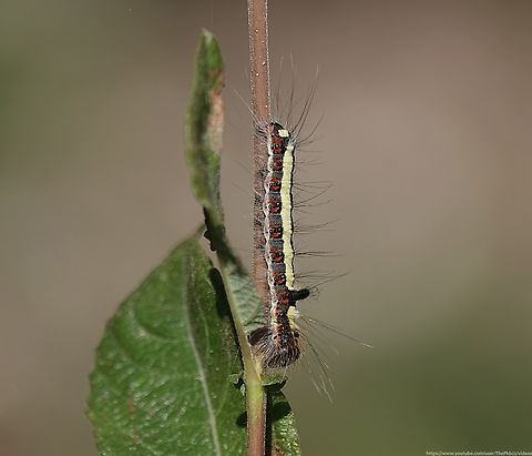 Grey Dagger Moth (Acronicta psi) Larvae I stumbled across three of these larvae in a plant pot that I'd left unplanted, in order to see what might self-seed.

At first i thought it was one of the Hawk moth larvae given the 'horn' but soon realised this wasn't the case, since the 'horn' wasn't at the tail end, but close to it's head.

As adults I probably wouldn't have been able to identify them.

Find out why, here: https://www.youtube.com/watch?v=jL3GAurwbAE Acronicta psi,Geotagged,Grey Dagger,Summer,United Kingdom