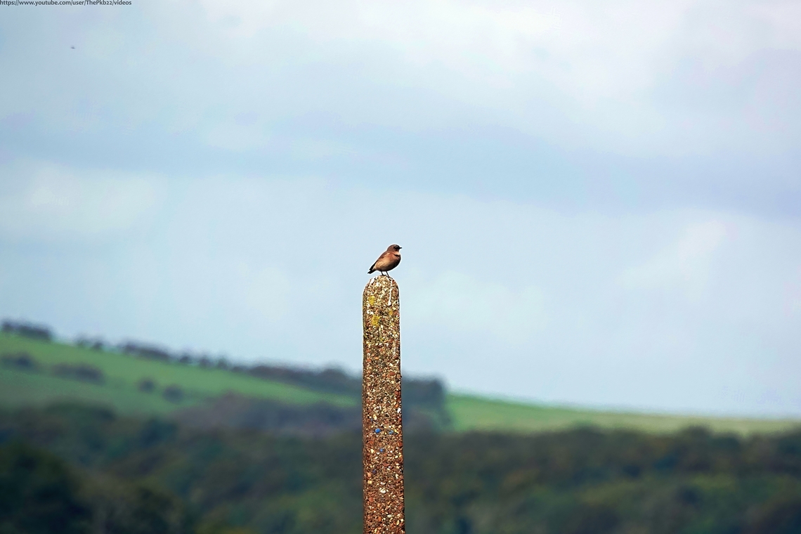 Greenland Wheatear (Oenanthe oenanthe leucorhoa) In April of this year, I posted a photo and video on Jungledragon of a pair of Northern Wheatear passing belatedly  through Brighton (or so I thought) on their migration to the north/north west of the UK: <figure class="photo"><a href="https://www.jungledragon.com/image/133908/northern_wheatear_oenanthe_oenanthe.html" title="Northern Wheatear (Oenanthe oenanthe)"><img src="https://s3.amazonaws.com/media.jungledragon.com/images/4367/133908_thumb.JPG?AWSAccessKeyId=05GMT0V3GWVNE7GGM1R2&Expires=1769040010&Signature=i0z22sdkTfxdyXU3eGbfd5J4MEw%3D" width="200" height="116" alt="Northern Wheatear (Oenanthe oenanthe) Only the second time I've ever seen this beautiful ground foraging bird as it's usually a rare  and brief visiter to Sussex, stopping as it sometimes does in early March on it's inward migration from Africa on its way to the north of the British Isles and beyond.<br />
<br />
Although late, it would be too optimistic i think, to believe there may be nesting couples nearby.............but you never know?<br />
<br />
More information here: https://www.youtube.com/watch?v=lcNK4mUo5RY        Geotagged,Northern wheatear,Oenanthe oenanthe,Spring,United Kingdom" /></a></figure><br />
<br />
This weekend past. I spotted this lone Wheatear close to my house a good month after I would have expected it to have passed through.<br />
<br />
This seemed too much of a coincidence, as well as remarkably lucky, so I did some further investigation and discovered the perfectly logical explanation.<br />
<br />
The clue is in the species title above, but for the full story, watch this video and read the commentary that goes with it: <section class="video"><iframe width="448" height="282" src="https://www.youtube-nocookie.com/embed/UHzJCEwCI2w?hd=1&autoplay=0&rel=0" frameborder="0" allowfullscreen></iframe></section>  Fall,Geotagged,Northern wheatear,Oenanthe oenanthe,United Kingdom